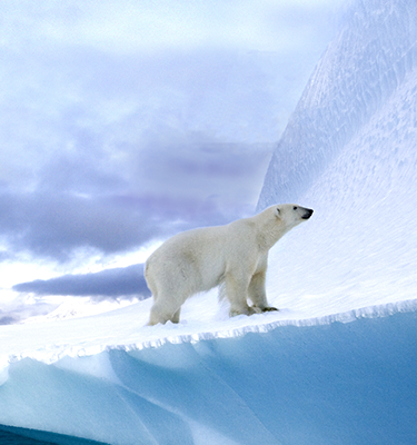 Eisbär als Symbol für G+H Kühllagerbau
